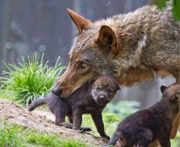 in-bocca-al-lupo_images_thumb_medium350_0